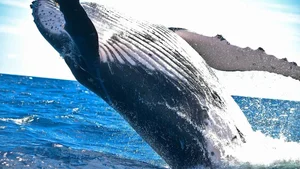 Decoding the Deep: Experts Uncover Secrets of Mysterious Ocean Sounds - image 3