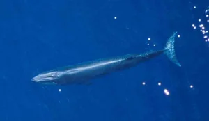 Decoding the Deep: Experts Uncover Secrets of Mysterious Ocean Sounds - image 4