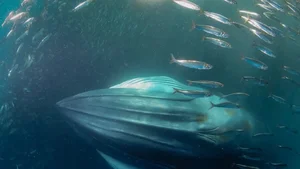 Decoding the Deep: Experts Uncover Secrets of Mysterious Ocean Sounds - image 7