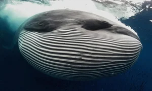 Decoding the Deep: Experts Uncover Secrets of Mysterious Ocean Sounds - image 2