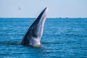 Decoding the Deep: Experts Uncover Secrets of Mysterious Ocean Sounds - image 5