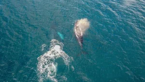 Decoding the Deep: Experts Uncover Secrets of Mysterious Ocean Sounds - image 1