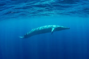 Decoding the Deep: Experts Uncover Secrets of Mysterious Ocean Sounds - image 6