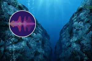 Decoding the Deep: Experts Uncover Secrets of Mysterious Ocean Sounds - image 8