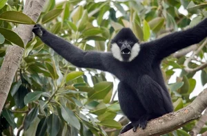 Fascinating Facts About Vietnam’s Rare Black Crested Gibbon - image 3
