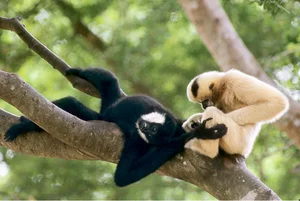 Fascinating Facts About Vietnam’s Rare Black Crested Gibbon - image 2