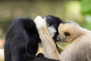 Fascinating Facts About Vietnam’s Rare Black Crested Gibbon - image 0