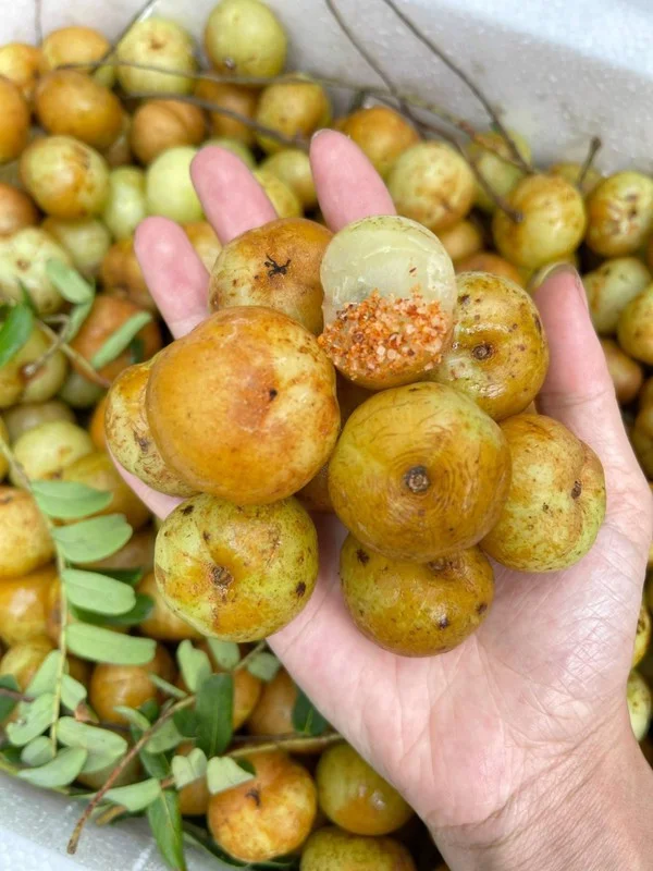 From Wild Forests to Luxury Markets: 4 Exotic Fruits Highly Coveted by Foodies