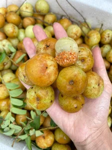 From Wild Forests to Luxury Markets: 4 Exotic Fruits Highly Coveted by Foodies - image 0