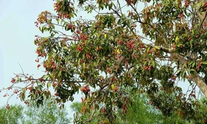 From Wild Forests to Luxury Markets: 4 Exotic Fruits Highly Coveted by Foodies - image 7