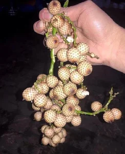 From Wild Forests to Luxury Markets: 4 Exotic Fruits Highly Coveted by Foodies - image 11