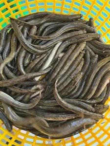 From 'Poor Man's Fish' to Luxury Delicacy: The Rise of This Special Catch - image 7
