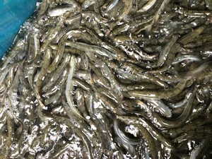 From 'Poor Man's Fish' to Luxury Delicacy: The Rise of This Special Catch - image 5