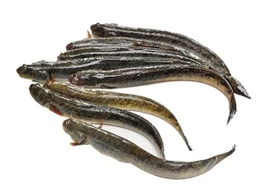 From 'Poor Man's Fish' to Luxury Delicacy: The Rise of This Special Catch - image 8