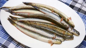 From 'Poor Man's Fish' to Luxury Delicacy: The Rise of This Special Catch - image 9