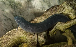 The Incredible Lungfish: Surviving Five Years Underground Without Water - image 1
