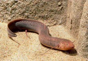 The Incredible Lungfish: Surviving Five Years Underground Without Water - image 2