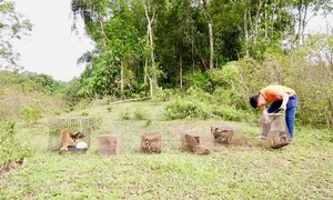 Vu Quang National Park Successfully Releases Six Rare Masked Palm Civets Back Into the Wild - image 0