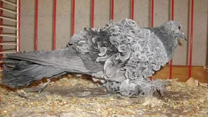 Meet the Frillback Pigeon: The World's Most Unusual Curly-Feathered Bird - image 6