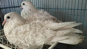 Meet the Frillback Pigeon: The World's Most Unusual Curly-Feathered Bird - image 2