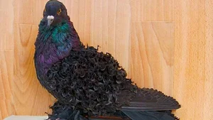Meet the Frillback Pigeon: The World's Most Unusual Curly-Feathered Bird - image 0