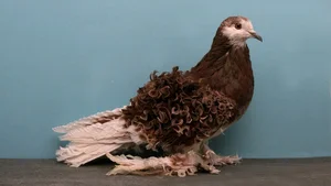 Meet the Frillback Pigeon: The World's Most Unusual Curly-Feathered Bird - image 4