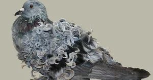 Meet the Frillback Pigeon: The World's Most Unusual Curly-Feathered Bird - image 3