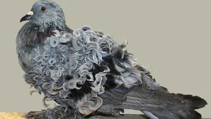 Meet the Frillback Pigeon: The World's Most Unusual Curly-Feathered Bird - image 1