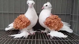Meet the Frillback Pigeon: The World's Most Unusual Curly-Feathered Bird - image 5