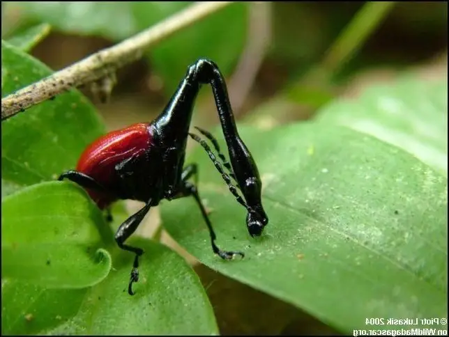 Discover the Madagascar Giraffe Weevil: A unique insect with an astonishingly long neck
