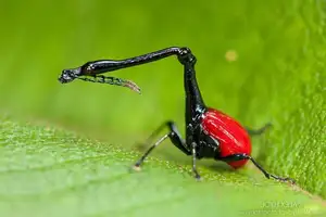 Discover the Madagascar Giraffe Weevil: A unique insect with an astonishingly long neck - image 7