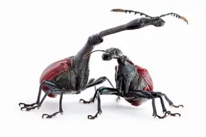 Discover the Madagascar Giraffe Weevil: A unique insect with an astonishingly long neck - image 6