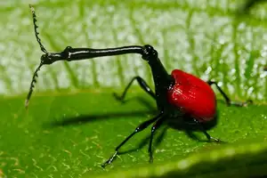 Discover the Madagascar Giraffe Weevil: A unique insect with an astonishingly long neck - image 4
