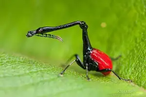 Discover the Madagascar Giraffe Weevil: A unique insect with an astonishingly long neck - image 5