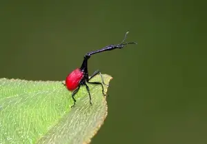 Discover the Madagascar Giraffe Weevil: A unique insect with an astonishingly long neck - image 1