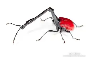 Discover the Madagascar Giraffe Weevil: A unique insect with an astonishingly long neck - image 3