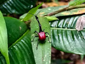 Discover the Madagascar Giraffe Weevil: A unique insect with an astonishingly long neck - image 2