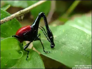 Discover the Madagascar Giraffe Weevil: A unique insect with an astonishingly long neck - image 0