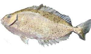 From Rejected to Gourmet: How a Smelly Fish Became a Luxury Delicacy - image 7