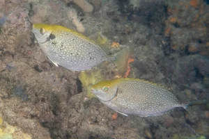 From Rejected to Gourmet: How a Smelly Fish Became a Luxury Delicacy - image 1