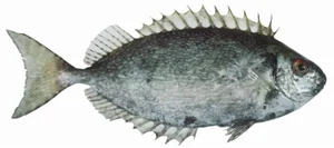 From Rejected to Gourmet: How a Smelly Fish Became a Luxury Delicacy - image 9