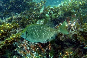From Rejected to Gourmet: How a Smelly Fish Became a Luxury Delicacy - image 3