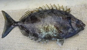 From Rejected to Gourmet: How a Smelly Fish Became a Luxury Delicacy - image 0