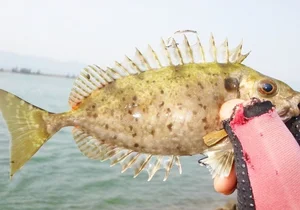 From Rejected to Gourmet: How a Smelly Fish Became a Luxury Delicacy - image 5
