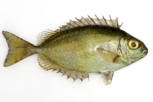 From Rejected to Gourmet: How a Smelly Fish Became a Luxury Delicacy - image 4