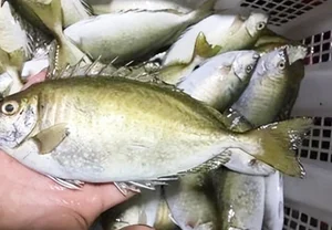 From Rejected to Gourmet: How a Smelly Fish Became a Luxury Delicacy - image 2