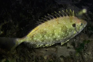 From Rejected to Gourmet: How a Smelly Fish Became a Luxury Delicacy - image 6