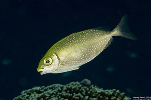 From Rejected to Gourmet: How a Smelly Fish Became a Luxury Delicacy - image 8