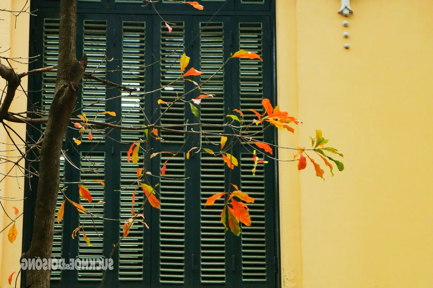 Hanoi Transforms into a Romantic Autumn Paradise During Leaf-Changing Season