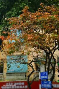 Hanoi Transforms into a Romantic Autumn Paradise During Leaf-Changing Season - image 1